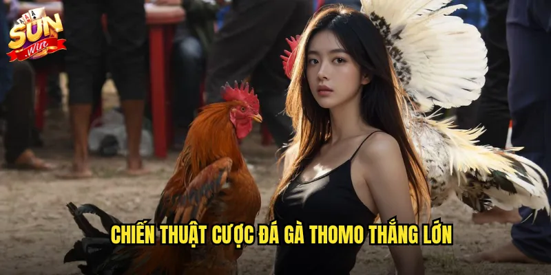 Đá gà thomo sunwin - Trường gà Campuchia nổi tiếng trực tiếp 24/7 3 Chiến thuật cược đá gà thomo thắng lớn