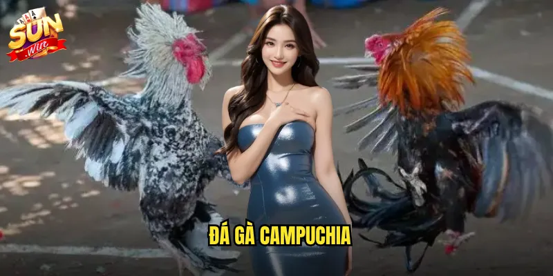 Đá gà campuchia sunwin - Trải nghiệm trường gà hàng đầu Đông Nam Á 6 đá gà campuchia