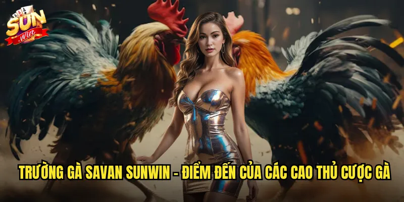 Trường gà Savan Sunwin - Thánh địa đá gà nổi tiếng xứ Lào trực tiếp 2 Trường gà Savan sunwin - Điểm đến của các cao thủ cược gà