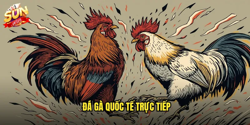 Đá gà quốc tế trực tiếp sunwin - Kết nối với các trường gà lớn toàn cầu 7 đá gà quốc tế trực tiếp