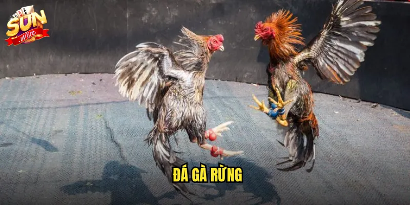 Sunwin đá gà rừng - Trận chiến hoang dã với bản năng sinh tồn mãnh liệt 3 đá gà rừng
