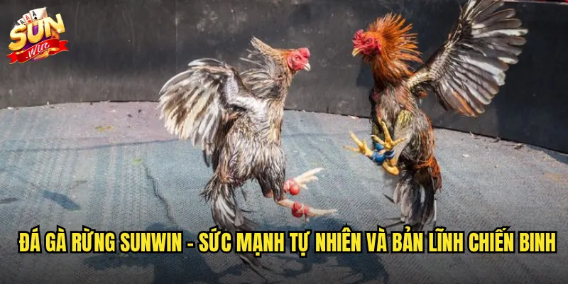 Sunwin đá gà rừng - Trận chiến hoang dã với bản năng sinh tồn mãnh liệt 2 Đá gà rừng sunwin - Sức mạnh tự nhiên và bản lĩnh chiến binh