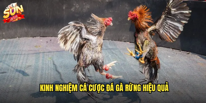 Sunwin đá gà rừng - Trận chiến hoang dã với bản năng sinh tồn mãnh liệt 3 Kinh nghiệm cá cược đá gà rừng hiệu quả