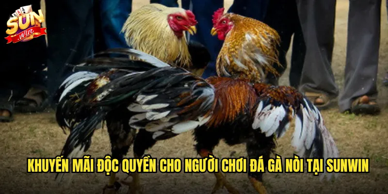 Sunwin - Thiên Đường Đá Gà Nòi Với Tỷ Lệ Thắng Cao Nhất 3 Khuyến mãi độc quyền cho người chơi đá gà nòi tại Sunwin