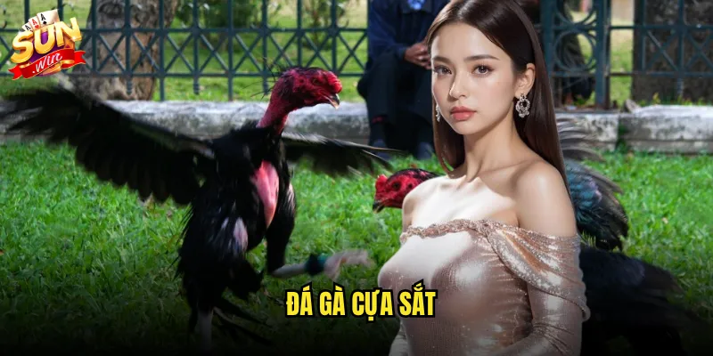 Đá gà cựa sắt sunwin - Trận chiến kinh điển với phần thưởng hấp dẫn 1 đá gà cựa sắt