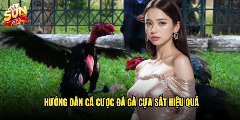 Hướng dẫn cá cược đá gà cựa sắt hiệu quả