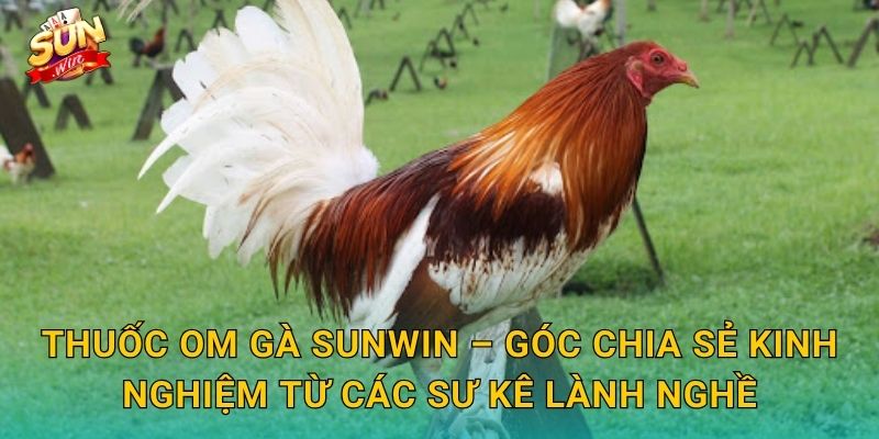 Thuốc Om Gà Sunwin – Bí Quyết Om Bóp Đúng Cách Giúp Gà Chiến Hồi Phục Nhanh 3 Thuốc Om Gà Sunwin – Báo Chí Chia Sẻ Kinh Nghiệm Từ Các Sư Kê Lành Nghề