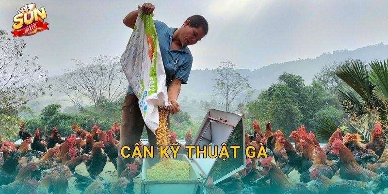 Cân Kỹ Thuật Gà Sunwin – Nghệ Thuật Cân Chỉnh Phong Độ Chiến Kê Đến Từng Chi Tiết 13 Cân Kỹ Thuật Gà Sunwin – Nghệ Thuật Cân Chỉnh Phong Độ Chiến Kê Đến Từng Chi Tiết