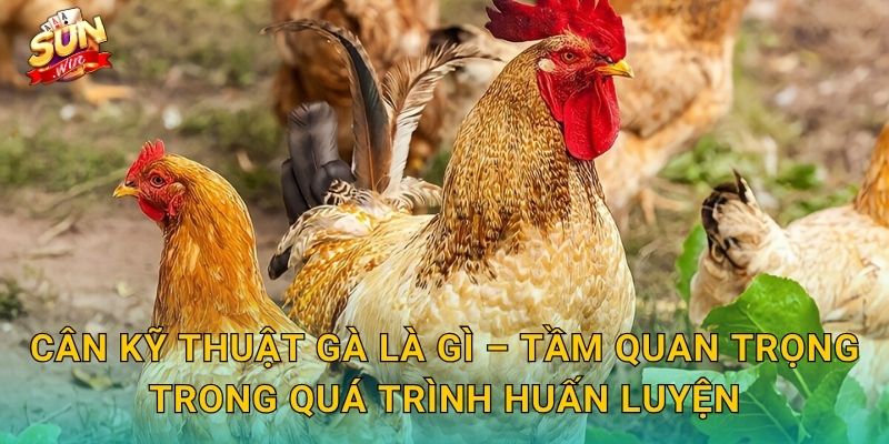 Cân Kỹ Thuật Gà Sunwin – Nghệ Thuật Cân Chỉnh Phong Độ Chiến Kê Đến Từng Chi Tiết 2 Cân Kỹ Thuật Gà Là Gì – Tầm Quan Trọng Trong Quá Trình Huấn Luyện
