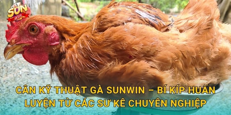 Cân Kỹ Thuật Gà Sunwin – Nghệ Thuật Cân Chỉnh Phong Độ Chiến Kê Đến Từng Chi Tiết 3 Cân Kỹ Thuật Gà Sunwin – Bí Kíp Huấn Luyện Từ Các Sư Kê Chuyên Nghiệp