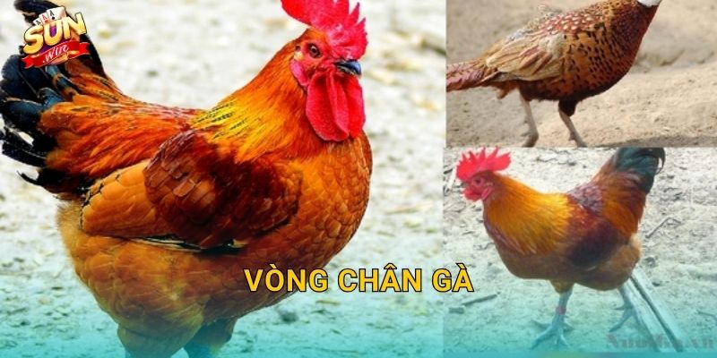 Vòng Chân Gà Sunwin – Phụ Kiện Thi Đấu Không Thể Thiếu Của Mọi Chiến Kê