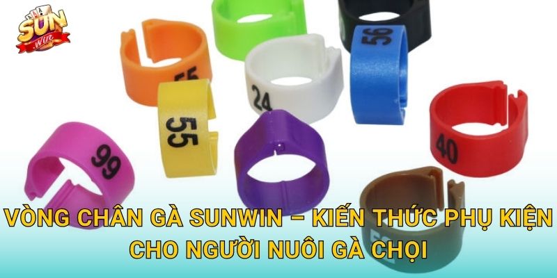 Vòng Chân Gà Sunwin – Kiến Thức Phụ Kiện Cho Người Nuôi Gà Chọi