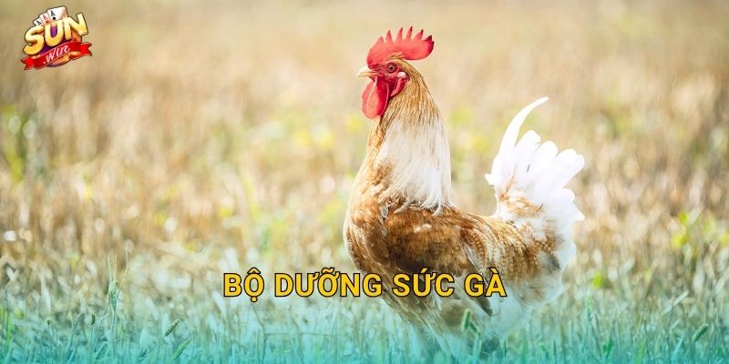 Bộ Dưỡng Sức Gà Sunwin – Nền Tảng Thể Lực Vững Chắc Cho Mọi Chiến Kê 22 Bộ Dưỡng Sức Gà Sunwin – Nền Tảng Thể Lực Vững Chắc Cho Mọi Chiến Kê