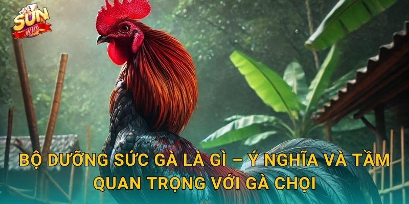 Bộ Dưỡng Sức Gà Là Gì – Ý Nghĩa Và Tầm Quan Trọng Với Gà Chọi