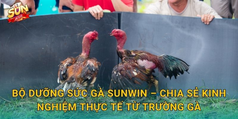 Bộ Dưỡng Sức Gà Sunwin – Chia Sẻ Kinh Nghiệm Thực Tế Từ Trường Gà