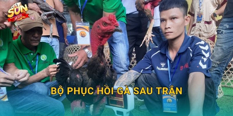 Bộ Phục Hồi Gà Sau Trận Sunwin – Chăm Sóc Chiến Kê Đúng Cách Để Tái Xuất Đỉnh Cao