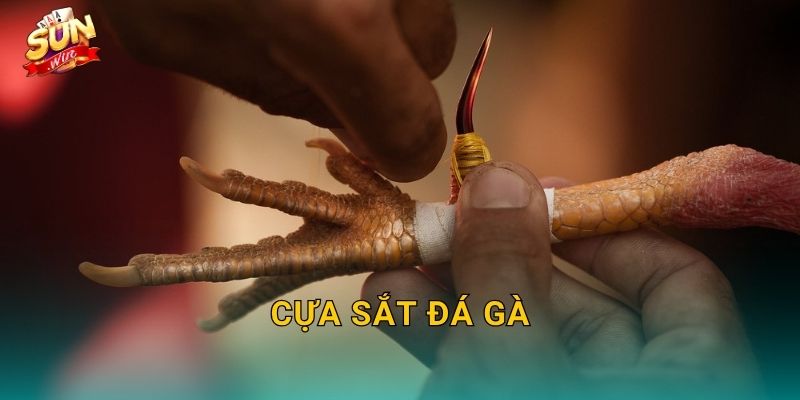 Cựa Sắt Đá Gà Sunwin – Vũ Khí Thép Quyết Định Sức Mạnh Mỗi Đòn Tấn Công
