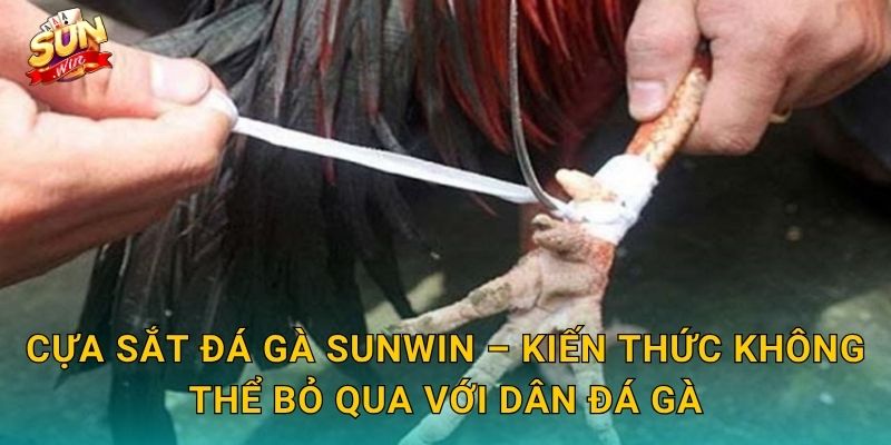 Cựa Sắt Đá Gà Sunwin – Kiến Thức Không Thể Bỏ Qua Với Dân Đá Gà