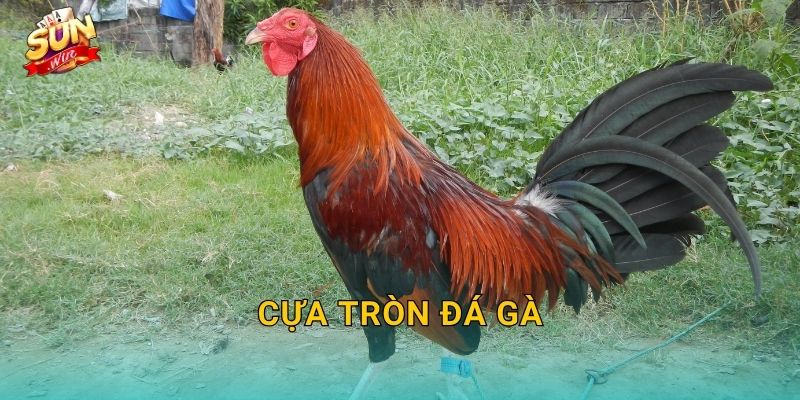 Cựa Tròn Đá Gà Sunwin – Phong Cách Đấu Cựa Bền Bỉ Của Những Chiến Kê Gan Lỳ