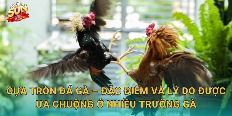 Cựa Tròn Đá Gà – Đặc Điểm Và Lý Do Được Ưa Chuộng Ở Nhiều Trường Gà