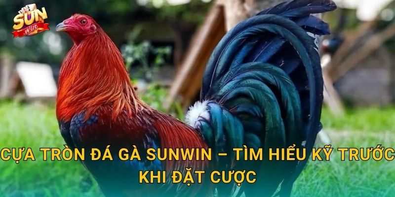Cựa Tròn Đá Gà Sunwin – Tìm Hiểu Kỹ Trước Khi Đặt Cược