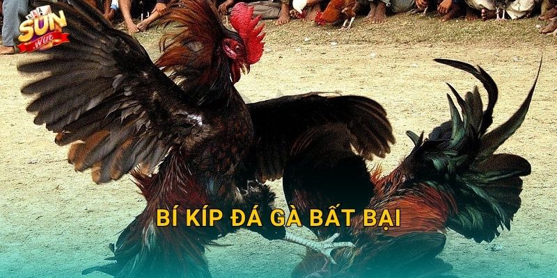 Bí Kíp Đá Gà Bất Bại Sunwin – Chiến Lược Đỉnh Cao Từ Các Sư Kê Hàng Đầu 28 Bí Kíp Đá Gà Bất Bại Sunwin – Chiến Lược Đỉnh Cao Từ Các Sư Kê Hàng Đầu
