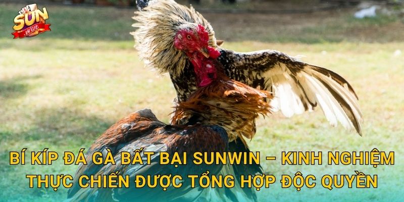 Bí Kíp Đá Gà Bất Bại Sunwin – Chiến Lược Đỉnh Cao Từ Các Sư Kê Hàng Đầu 3 Bí Kíp Đá Gà Bất Bại Sunwin – Kinh Nghiệm Thực Chiến Được Tổng Hợp Độc Quyền