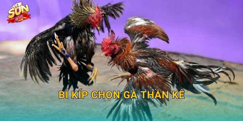 Bí Kíp Chọn Gà Thần Kê Sunwin – Nghệ Thuật Nhìn Gà Của Bậc Thầy Sư Kê