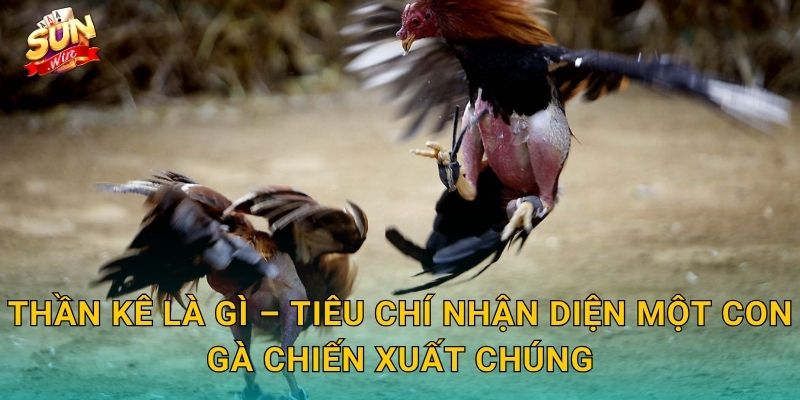 Thần Kê Là Gì – Tiêu Chí Nhận Diện Một Con Gà Chiến Xuất Chúng