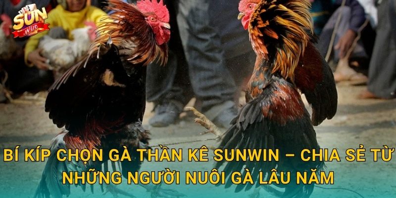 Bí Kíp Chọn Gà Thần Kê Sunwin – Chia Sẻ Từ Những Người Nuôi Gà Lâu Năm