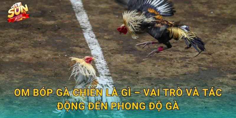 Om Bóp Gà Chiến Là Gì – Vai Trò Và Tác Động Đến Phong Độ Gà