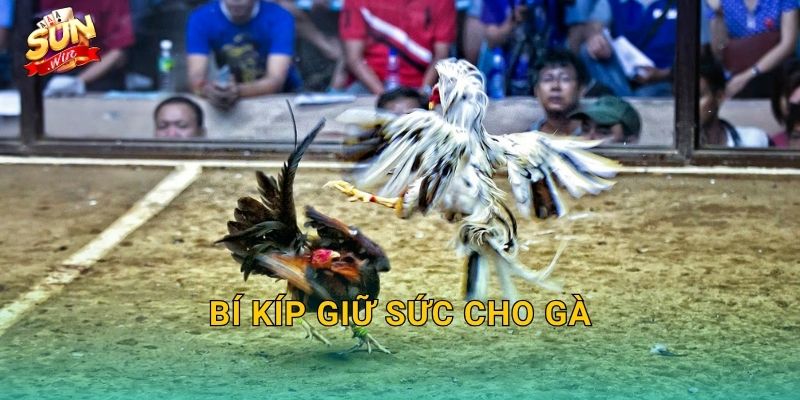 Bí Kíp Giữ Sức Cho Gà Sunwin – Duy Trì Thể Trạng Đỉnh Cao Suốt Mùa Thi Đấu 7 Bí Kíp Giữ Sức Cho Gà Sunwin – Duy Trì Thể Trạng Đỉnh Cao Suốt Mùa Thi Đấu