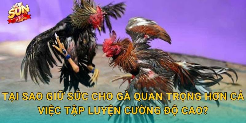 Bí Kíp Giữ Sức Cho Gà Sunwin – Duy Trì Thể Trạng Đỉnh Cao Suốt Mùa Thi Đấu 2 Tại Sao Giữ Sức Cho Gà Quan Trọng Hơn Cả Việc Tập Luyện Cường Độ Cao?
