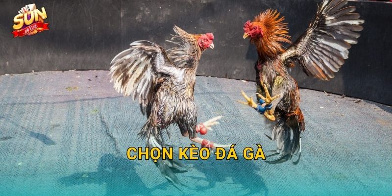 Chọn Kèo Đá Gà Sunwin – Nghệ Thuật Đọc Kèo Của Tay Cược Lão Luyện 1 Chọn Kèo Đá Gà Sunwin – Nghệ Thuật Đọc Kèo Của Tay Cược Lão Luyện