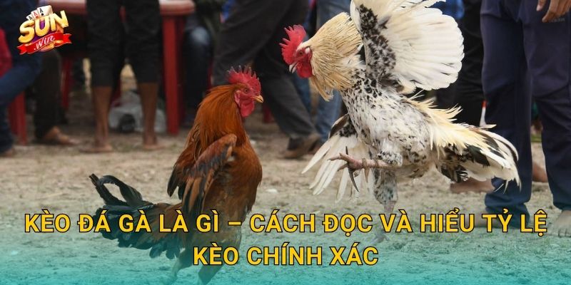 Chọn Kèo Đá Gà Sunwin – Nghệ Thuật Đọc Kèo Của Tay Cược Lão Luyện 2 Kèo Đá Gà Là Gì – Cách Đọc Và Hiểu Tỷ Lệ Kèo Chính Xác