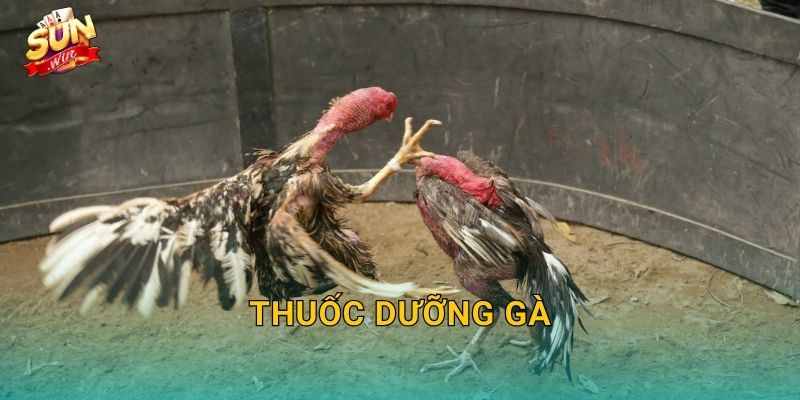 Thuốc Dưỡng Gà Sunwin – Hành Trình Chăm Sóc Chiến Kê Từ Trong Ra Ngoài 10 Thuốc Dưỡng Gà Sunwin – Hành Trình Chăm Sóc Chiến Kê Từ Trong Ra Ngoài