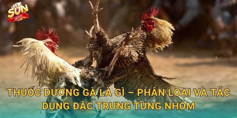 Thuốc Dưỡng Gà Là Gì – Phân Loại Và Tác Dụng Đặc Trưng Từng Nhóm