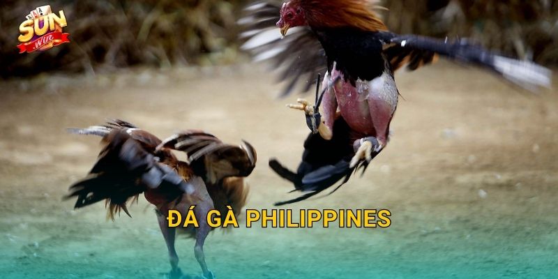 Đá Gà Philippines Sunwin – Đấu Trường Gà Chọi Xứ Vạn Đảo Kịch Tính Nhất 1 Đá Gà Philippines Sunwin – Đấu Trường Gà Chọi Xứ Vạn Đảo Kịch Tính Nhất