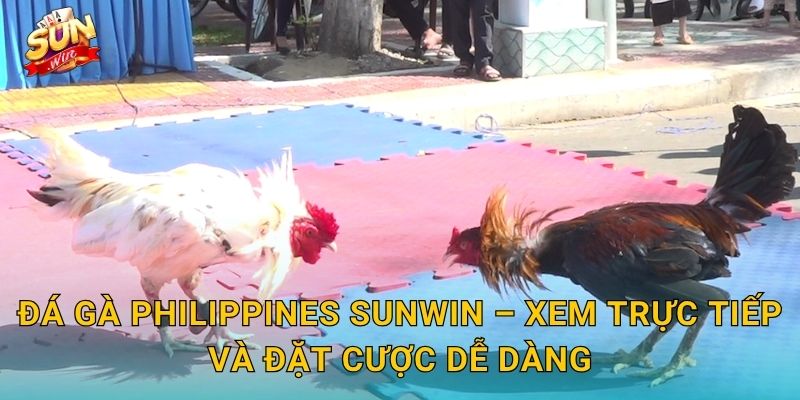 Đá Gà Philippines Sunwin – Đấu Trường Gà Chọi Xứ Vạn Đảo Kịch Tính Nhất 3 Đá Gà Philippines Sunwin – Xem Trực Tiếp Và Đặt Cược Dễ Dàng