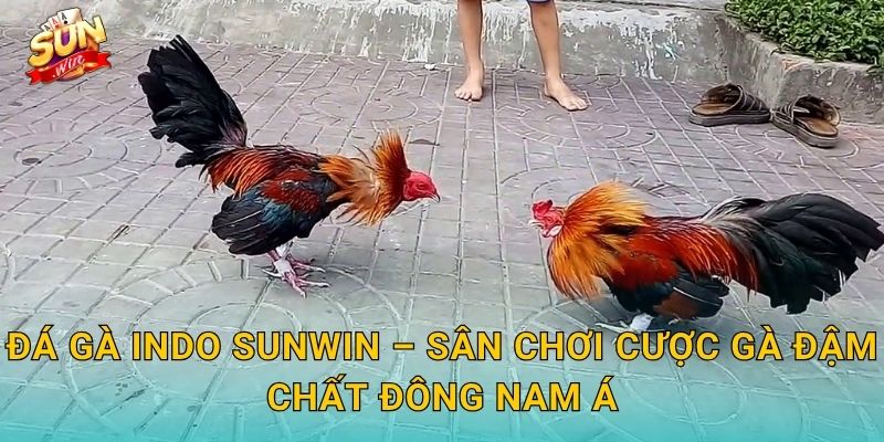 Đá Gà Indo Sunwin – Khám Phá Trường Gà Indonesia Đỉnh Cao Tại Sunwin 3 Đá Gà Indo Sunwin – Sân Chơi Cược Gà Đậm Chất Đông Nam Á