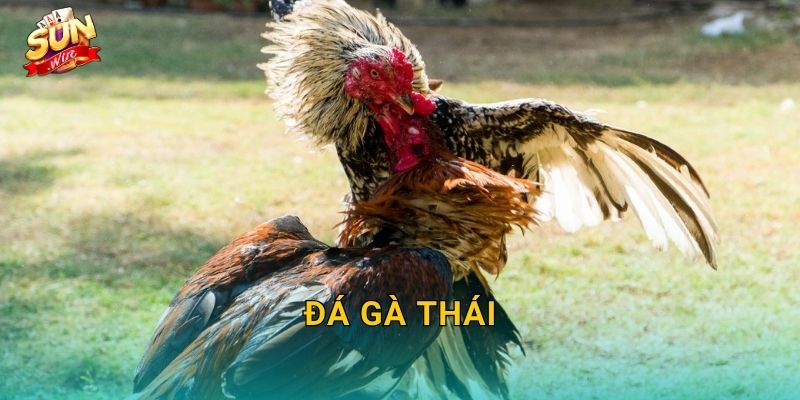 Đá Gà Thái Sunwin – Đấu Trường Gà Chọi Xứ Chùa Vàng Huyền Thoại 1 Đá Gà Thái Sunwin – Đấu Trường Gà Chọi Xứ Chùa Vàng Huyền Thoại