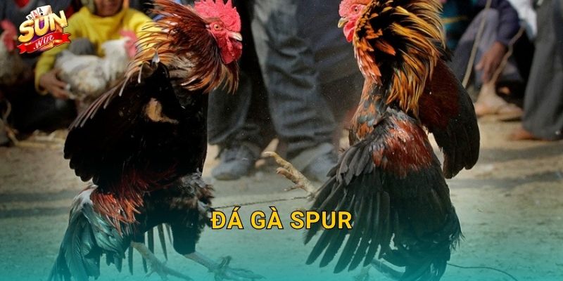 Đá Gà Spur Sunwin – Hình Thức Đấu Cựa Nhân Tạo Kịch Tính Bậc Nhất 1 Đá Gà Spur Sunwin – Hình Thức Đấu Cựa Nhân Tạo Kịch Tính Bậc Nhất