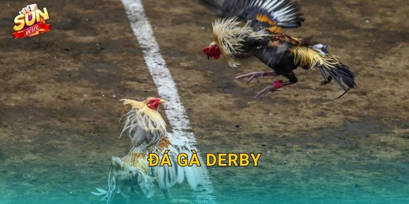 Đá Gà Derby Sunwin – Giải Đấu Gà Chọi Đỉnh Cao Quy Tụ Chiến Kê Xuất Sắc Nhất 1 Đá Gà Derby Sunwin – Giải Đấu Gà Chọi Đỉnh Cao Quy Tụ Chiến Kê Xuất Sắc Nhất