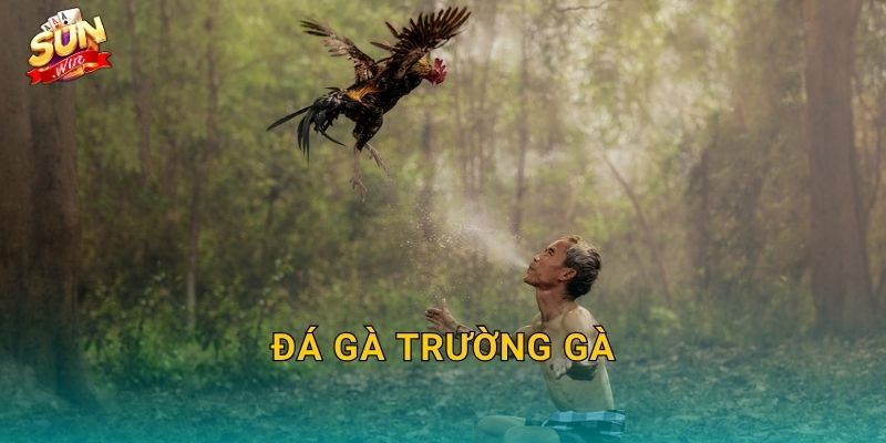 Đá Gà Trường Gà Sunwin – Không Khí Sòng Chiến Thực Thụ Ngay Trên Màn Hình 7 Đá Gà Trường Gà Sunwin – Không Khí Sòng Chiến Thực Thụ Ngay Trên Màn Hình