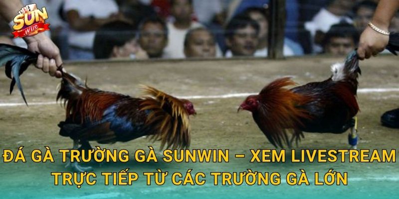 Đá Gà Trường Gà Sunwin – Không Khí Sòng Chiến Thực Thụ Ngay Trên Màn Hình 3 Đá Gà Trường Gà Sunwin – Xem Livestream Trực Tiếp Từ Các Trường Gà Lớn